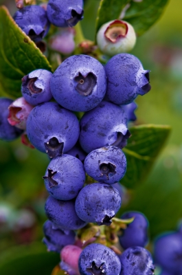 Antioxidanter blåbär