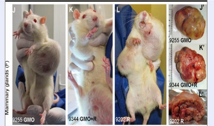 Seralini-rat-tumors