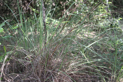 Citronella